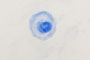 落蕾 | Rakurai (Flower Bud Abscission)